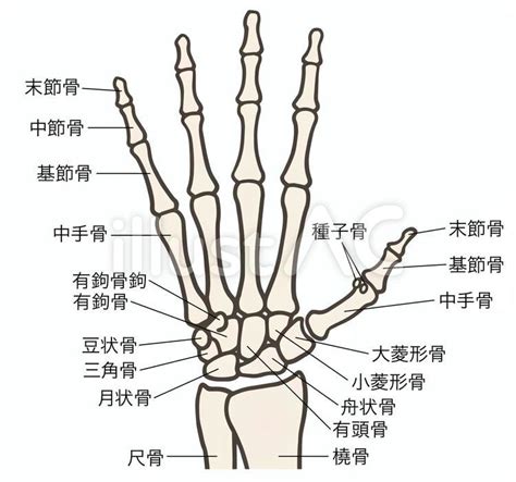 手 骨|【手根骨・中手骨・手指骨】イラスト図解でわかりや。